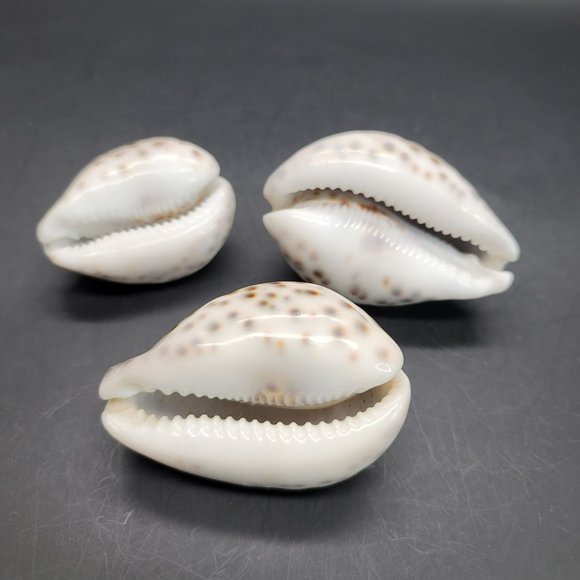 Vintage Tiger Cowres Sea Snail Shells Seashell Set of 3 Cypraea Tigris PR206 - Picture 3 of 7